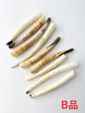 ツノガイの仲間-Ｂ品-【9～12ｃｍ程度/10本入】  En:Dentaliidae B grade(Size:9-12cm, per 10pc)