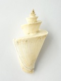 チマキボラ【約6.5～7.5cｍ/1個】  En: Thatcheria mirabilis (Size:6.5-7.5cm per 1pc) 貝殻