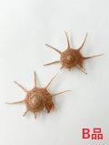 ハリナガリンボウガイ-Ｂ品-【約7～8cm/1個】En:Yoka star turban B grade(Size:7-8cm, per 1pc)