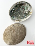 ニュージーランドアワビ（パウアシェル）原貝-B品-【約14～16ｃｍ/1枚】 En: New Zealand abalone (paua shell) -raw shell-B grade (size:14-16ｃｍ, per 1pc)