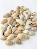 宝貝ミックス【約2～4ｃｍ/約100ｇ】在庫無くなり次第終了[メール便可-400ｇまで]   En:  Small cowrie assorted (Size:2-4cm,)