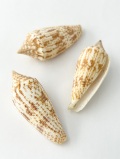 ナガイモ（自然）【6cm前後/1個】    En: Conus australis (Size:6cm, per 1pc) 貝殻