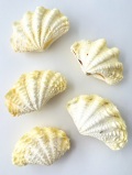 ヒレシャコガイ(イエロー系)両面-おまかせ発送-【約8～10ｃｍ/1組】 - Not for overseas sale -