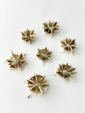 クラウンシェル【2.5～3.0ｃｍ程度/2個】En:Crown Shell (size:2.5-3.0cm, per 2pc)