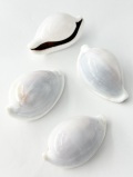 ウミウサギガイ【7.5cm以上/1個】En: Egg Cowrie (size:7.5cmup, per 1pc) 貝殻