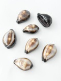 シプレアオニックス（クログチキヌタ）【約3～4ｃｍ/10個入】[メール便可-4袋まで] En: Cyprea Onyx(Size:3-4cm, per 10pcs) 貝殻