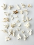 天然珊瑚のかけら NO.41(現品)【約2.5～6ｃｍ/約135ｇ】  - Not for overseas sale -
