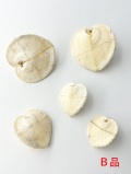 ハートシェル（リュウキュウアオイ）-Ｂ品-【縦サイズ約3～6cm/5個入】En: Corculum cardissa B grade(Size:approx.3-6cm, per 5pcs) 貝殻