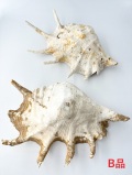 ラクダガイB品【28ｃｍ前後/1個】  En: Giant spider conch　B grade(Size:28cm, per 1pc) 貝殻