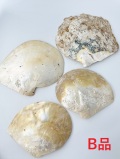 シロチョウガイ[B品/4枚入/現品]【約16～20ｃｍ】 En: White MOP poished B grade (size:16-20cm, per 4pc) 貝殻