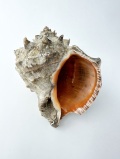 アカニシ-現品-【約13ｃｍ/1個】   En: Rapana venosa (Size:13cm, per 1pcs) 貝殻