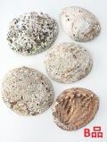 国産アワビ(自然)-B品-【14ｃｍ以上/1個】 貝殻