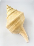 アラフラオオニシ磨きNO.2001【約39ｃｍ/約1400ｇ/1個/現品】  En: Australian Trumpet (size:39cm, weight:1400g)