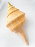 アラフラオオニシ磨きNO.2003【約47ｃｍ/約2150ｇ/1個/現品】  En: Australian Trumpet (size:47cm, weight:2150g)