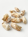 ミニワシノハガイ　両面【約2.0～3.0cｍ/10個】[メール便可-9袋まで]  En:Arca navicularis (Size:2-3cm, per 10pcs) 貝殻