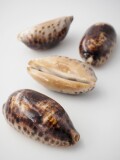 ムラクモダカラ【約8～9ｃｍ/1個】 En:Turtle Cowry (Size:8-9cm, per 1pc)