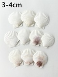 ホタテガイ【約3～4ｃｍ/10枚】[メール便可]En: Japanese Scallop(size:3-4cm, per 10pcs) 貝殻