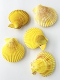 ヒオウギガイ両面-黄系-【約6～8cm/5個入】 En: Pecten Nobilis pair yellow (size:6-8cm, per 5pcs)