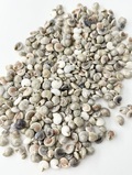ナチュラル アンボンニュ(サラサキサゴ)【約0.5～1.3ｃｍ】[メール便可-400ｇまで]  　 En:  Umbonium  -Natural- (size:0.5～1.3cm) 貝殻
