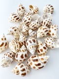 バイガイ-大-【約4.5～6.5ｃｍ/500ｇ】　En:  Babalonia Areolata (Size:4.5-6.5cm, per 500g) 貝殻