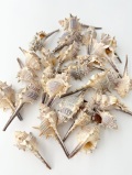 コアッキガイ【約6～9cm】 En: Murex trapa (size: 6-9cm) 貝殻