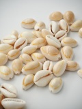 アヌルスクックド【1.0～2.0ｃｍ程度】[メール便可-400ｇまで]    En: Cypraea annulus orange (size:1-2cm)