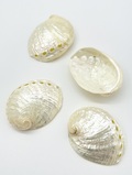 ハリオティス ペリザト真珠磨き【約6.5～7.0ｃｍ/1個】En:Haliotis assimilis pearlised (Size:6.5-7.0cm, per 1pc) 貝殻