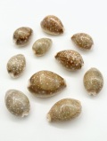 ホシキヌタ【4ｃｍ前後/10個】[メール便可-4袋まで]　En: Lyncina vitellus (size:4cm, per 10pcs) 貝殻