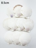 ホタテガイ【約8.5ｃｍ/10枚】[メール便可-2袋まで]　En: Japanese Scallop(size:8.5cm, per 10pcs) 貝殻