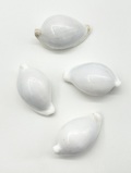 ウミウサギガイ【約6±0.5ｃｍ/1個】En: Egg Cowrie (size:6±0.5ｃｍ, per 1pc) 貝殻