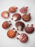 チサラガイ【5ｃｍ前後/10個入】[メール便可-2袋まで]  En: Royal Cloak Scallop (Size:5cm, per 10pcs)