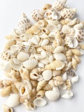10月のお買い得 [10%OFF]マリンベージュミックス【約1～3cｍ】[メール便対象-400gまで]En: marine beige assorted(Size:1-3cm,)