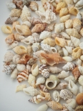 巻貝ミックス【約1.5～3.5ｃｍ】[メール便可-400ｇまで]  En: Assorted Snails (Size:1.5-3.5cm)