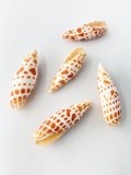 チョウセンフデガイ【約7±0.5ｃｍ/5本入】[メール便可-4袋まで]   　  En: Mitra mitra (size:7±0.5cm, per 5pcs)