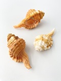 ニクイロフジツ【約6～7ｃｍ/3個入】En:Yellow-Lip Triton(Size:6-7cm, per 3pcs)