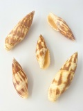 コゲフデ【約5～8ｃｍ/5本入】 En:Mitra eremitarum (size: 5-8cm, per 5pcs)