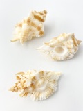 ニセバライロバショウガイ【約5～6cｍ/3個入】 En:Ptrynotus miyokoae (Size:5-6cm, per 3pcs)