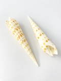 タケノコガイの仲間【11ｃｍ前後/2本入】[メール便可-15袋まで] En:  Terebra subulata (Size:11cm, per 2pcs)