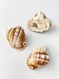 シマイボボラ【約5～6ｃｍ/3個】 En:Distorsio(Size:5-6cm, per 3pcs) 貝殻