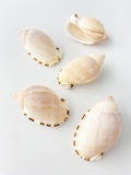 ヒナヅルガイ【約5～6ｃｍ/5個入】[メール便可-6袋まで]  En:Casmaria erinaceus (size:5-6cm, per 5pcs) 貝殻
