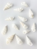 トウガタイトカケ【2cm前後/2個】[メール便可] En:Epitonium pyramidale(Size2cm, per 2pcs) 貝殻