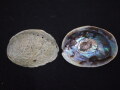 ニュージーランドアワビ（パウアシェル）　原貝　【約12-14ｃｍ/1枚】 En: New Zealand abalone (paua shell) -raw shell- (size:12-14ｃｍ, per 1pc)