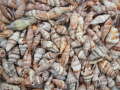 ミノムシガイ大小ミックス-B品-【約2～4ｃｍ/500ｇ】  En:Vexillum baltealatum (Size:2-4cm, per 500g) 貝殻