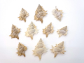 クビレマツカワガイ【約2～3ｃｍ/10個】[メール便可-20袋まで]  En: Spined Maple Leaf (Size:2-3cm, per 10pcs)