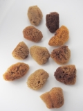 海綿（オカヤドカリの水分補給に）【約2.5～4cm/3個入】[メール便可-12袋まで]  En: Sea sponge(Size:2.5-4cm, per 3pcs)