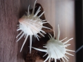 ミサカエショウジョウカズラ【約7～10cm/5個】  En:Spondylus imperialis (size:7-10cm, per 5pcs) 貝殻