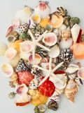 カラフルミックス【約2～6ｃｍ/約500g】En: Shells assorted (size:2-6cm, per 500g)