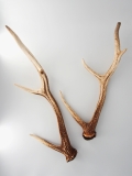 エゾジカの角 B品【約50～60ｃｍ -おまかせ発送-】鹿の角 En: - Not for overseas sale - 貝殻