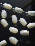 シェルビーズ - チューリップ(タカセガイ)【約11mm/1個】[メール便可]まとめ買い10%OFF #221 En:Trocus - Shell Beads -tulip