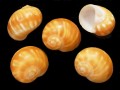 ムーンシェル【約3～4ｃｍ/5個入】[メール便可-6袋まで] En: Moon shell (Size:3-4cm, per 5pcs)